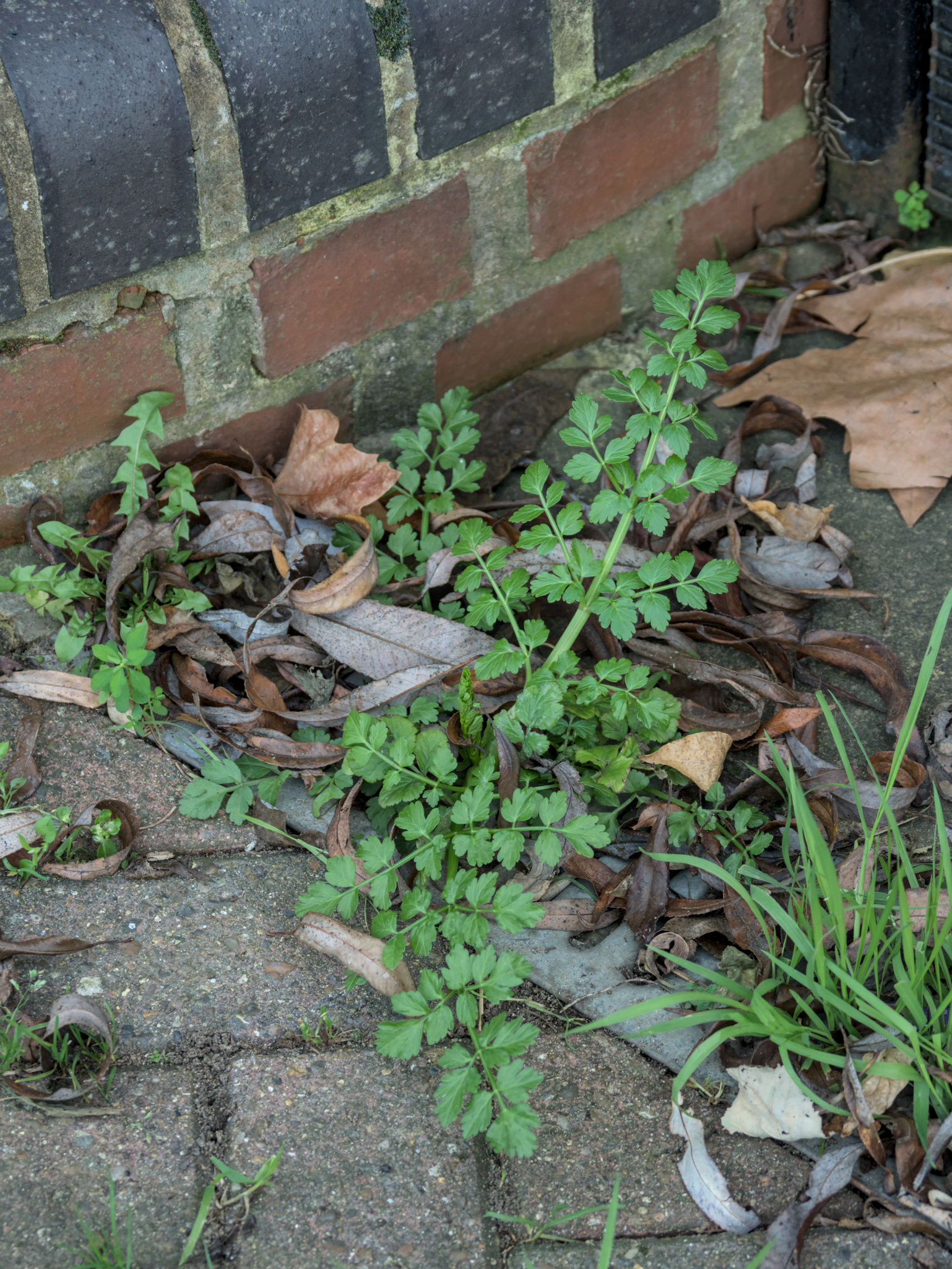 Hemlock water dropwort