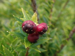 Gaultheria phillyreifolia
