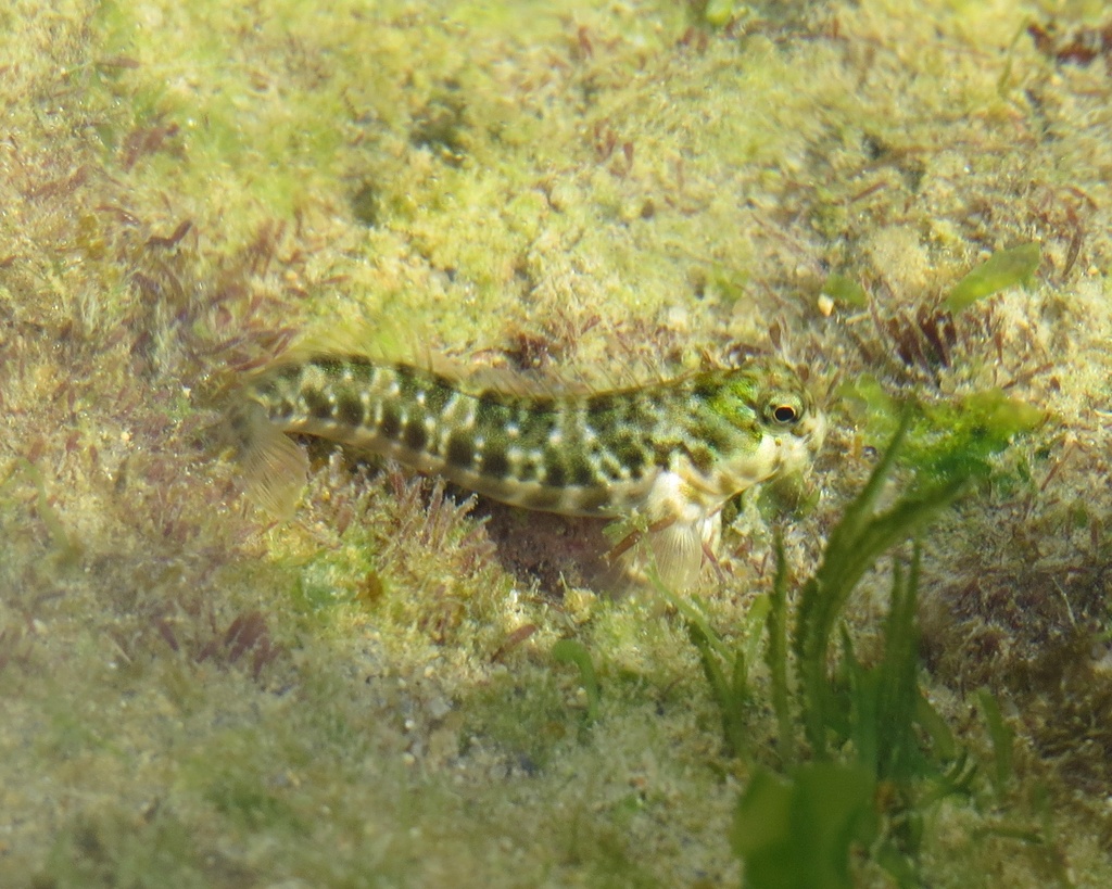 Brazilian Rockskipper