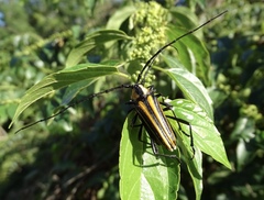 Sphaenothecus argenteus