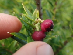 Gaultheria phillyreifolia