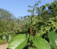 Sphaenothecus argenteus