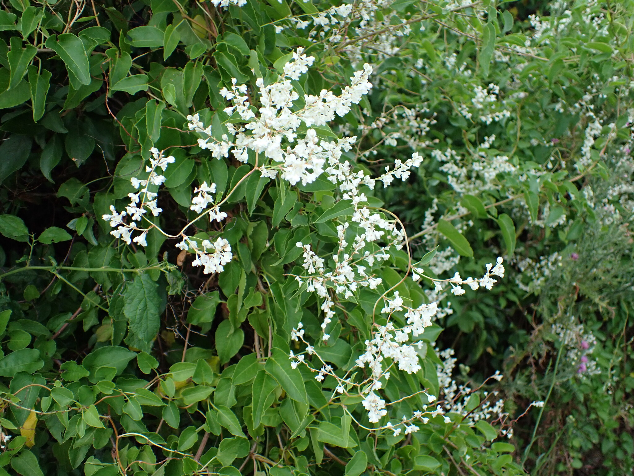 Silver Lace Vine (Fallopia aubertii)