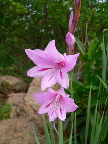 Gladiolus scabridus