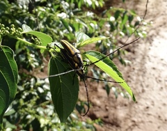 Sphaenothecus argenteus