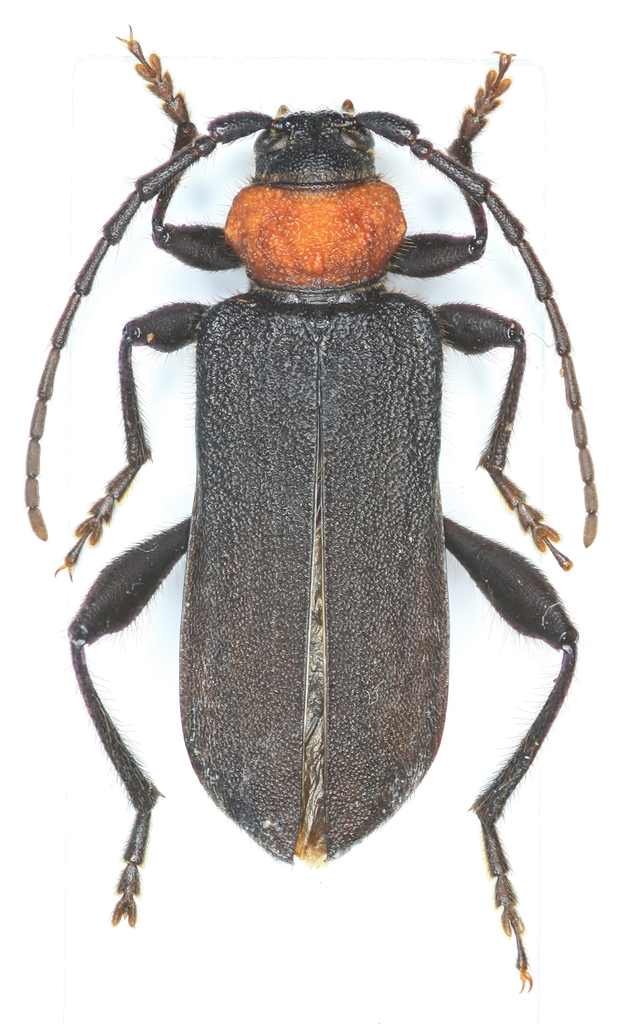 Ropalopus sanguinicollis