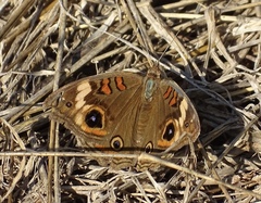 Junonia pacoma