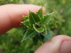 Gaultheria phillyreifolia