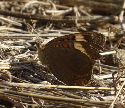 Pacific Mangrove Buckeye