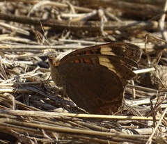 Junonia pacoma