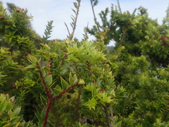 Gaultheria phillyreifolia