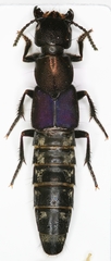 Platydracus violaceus