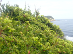 Gaultheria phillyreifolia