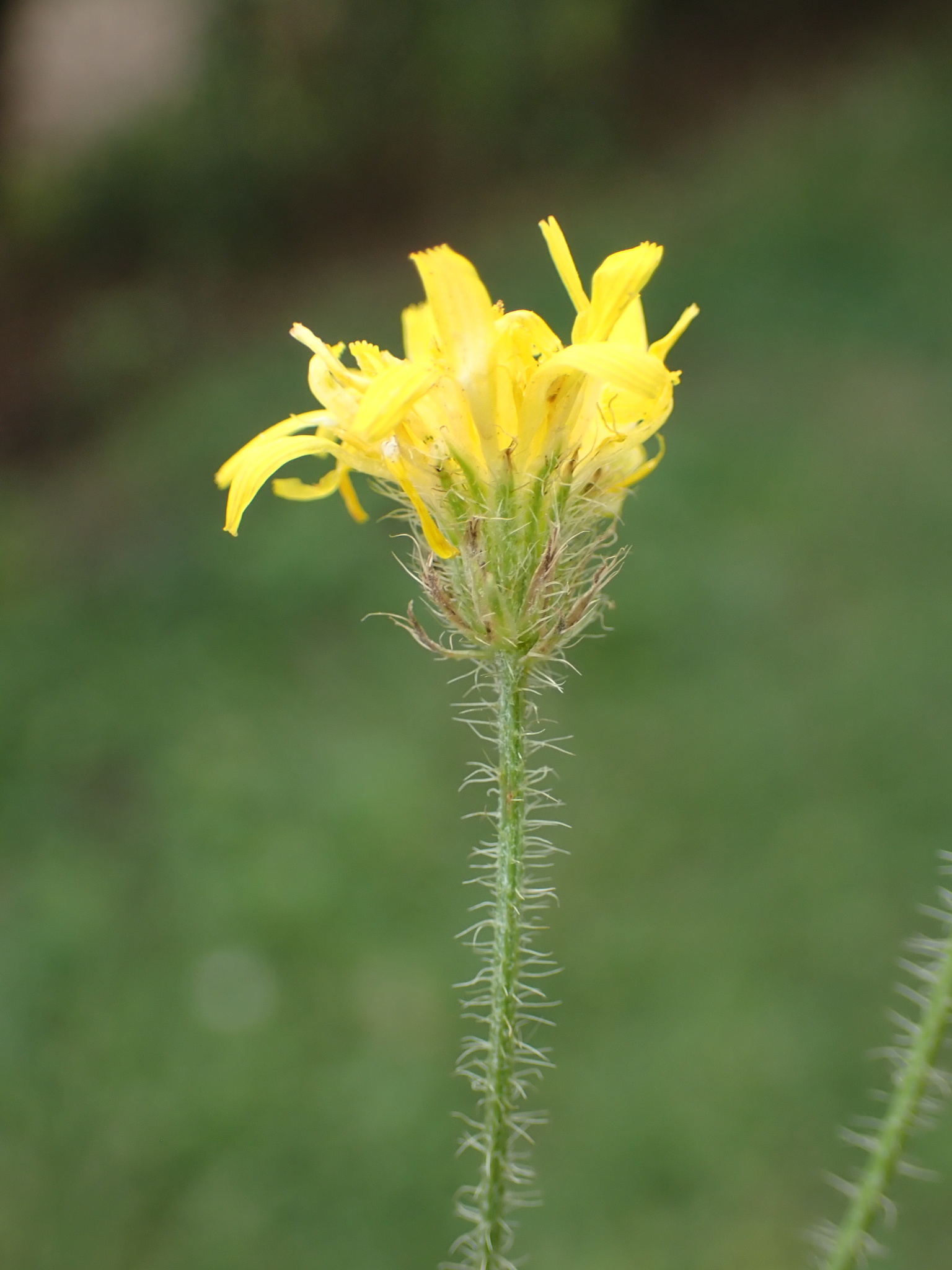 Bristly Hawksbeard (Crepis setosa)