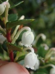 Gaultheria phillyreifolia