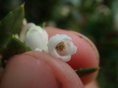 Gaultheria phillyreifolia