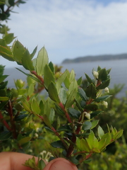 Gaultheria phillyreifolia