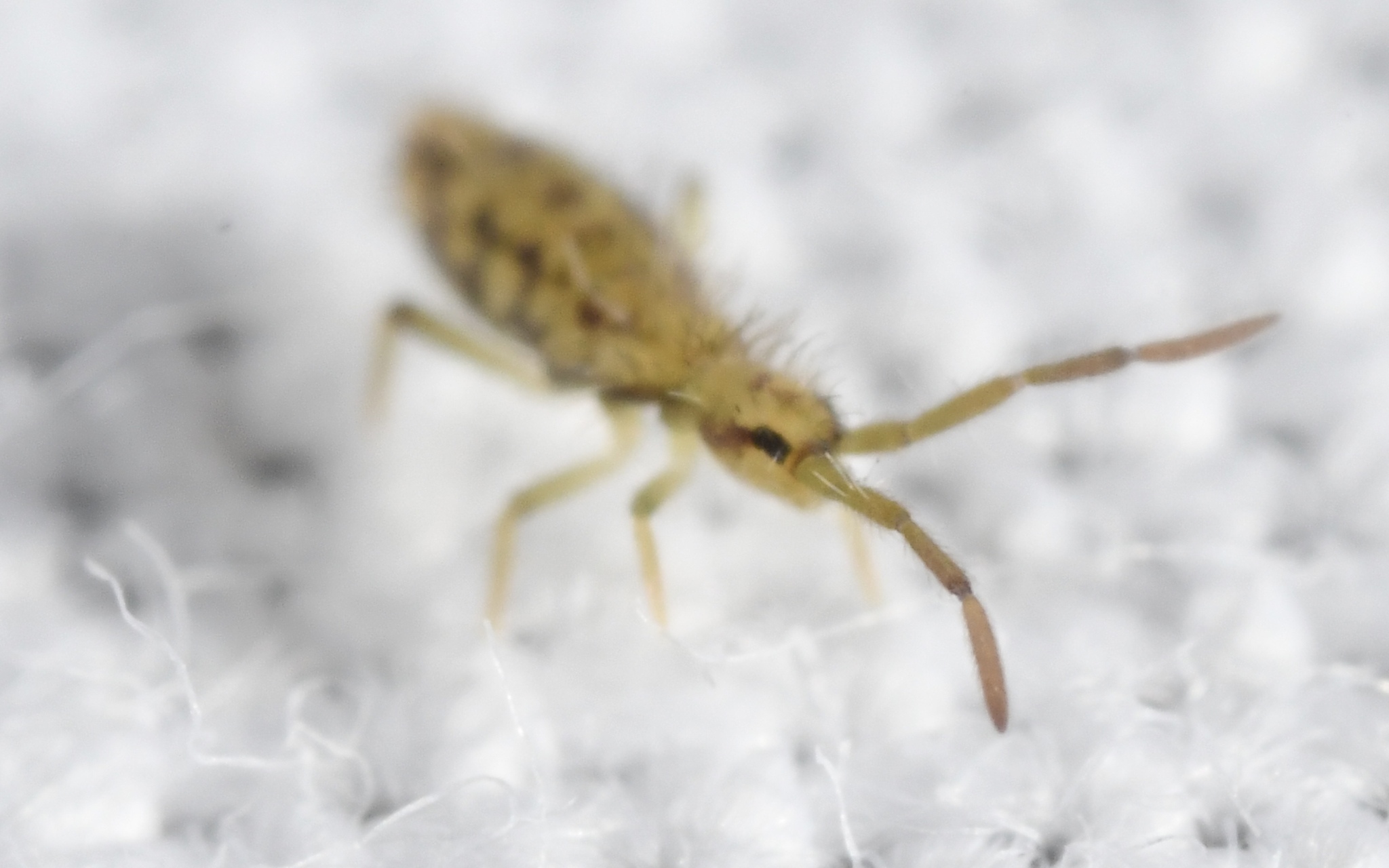 Entomobrya intermedia G.Brook, 1884