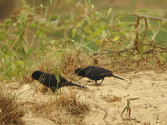 Bubalornis albirostris