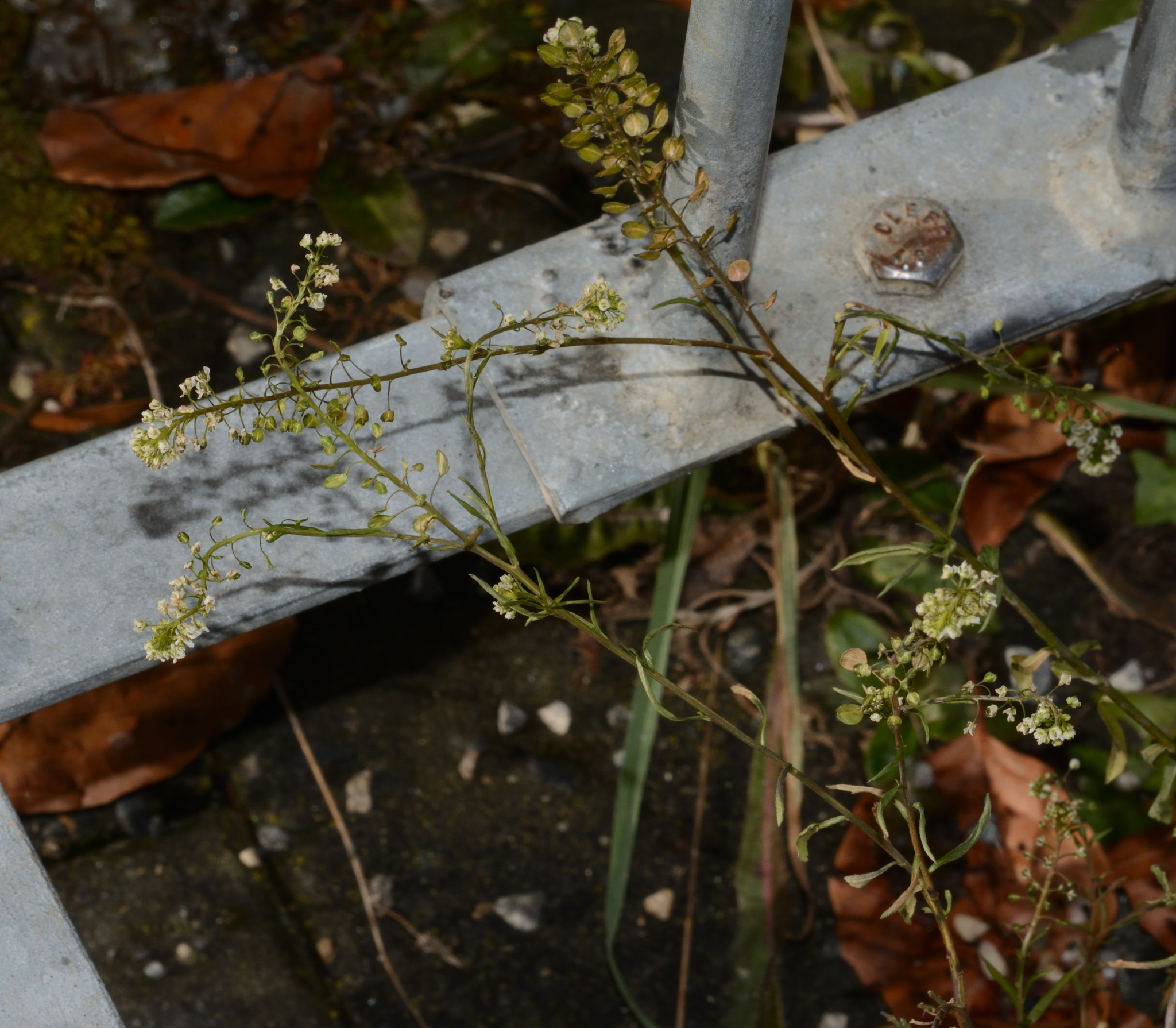 Field pennycress