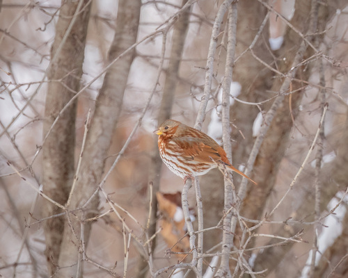 Fox Sparrow (Passerella iliaca), photo 7