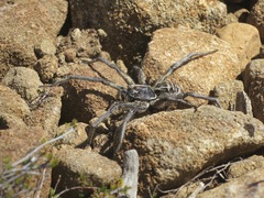 Tasmanicosa godeffroyi