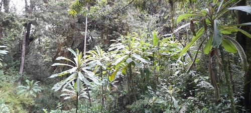 Giant Lobelia (Lobelia giberroa)