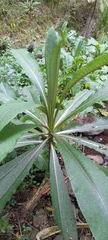 Lobelia giberroa, photograph (c) Mathew Rees, some rights reserved (CC BY)