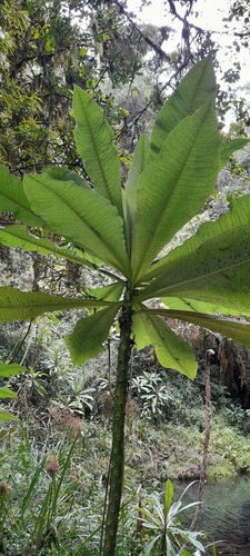 Lobelia giberroa, photograph 3