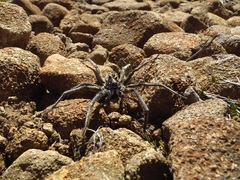 Tasmanicosa godeffroyi