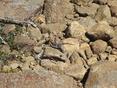 Tasmanicosa godeffroyi