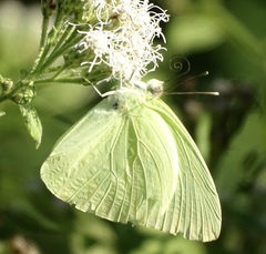 Aphrissa statira statira