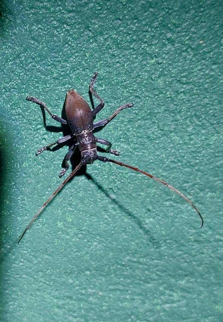 Hepomidion