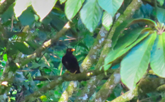 Turdus infuscatus