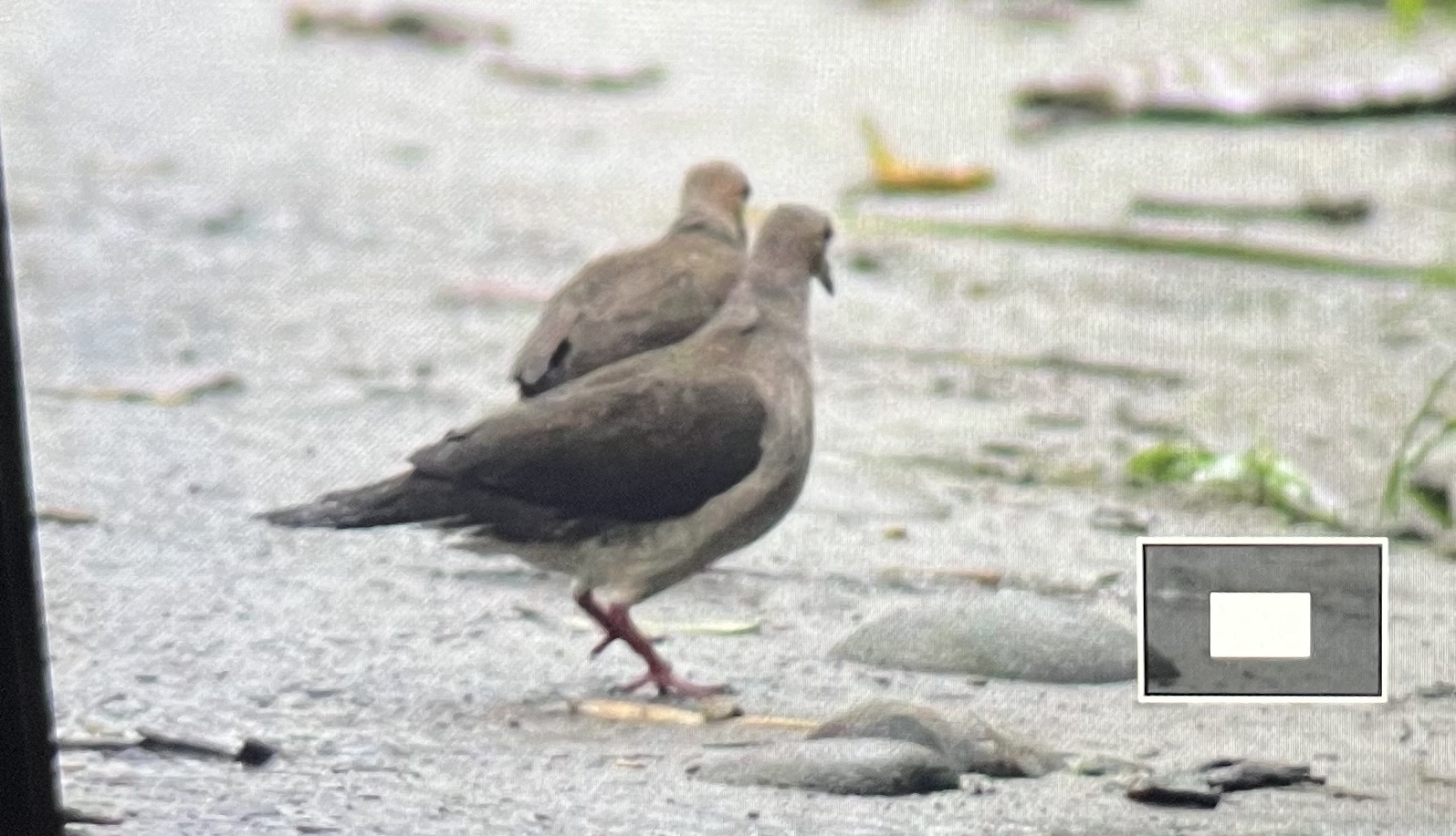 Grey-fronted Dove (Leptotila rufaxilla), photo 1