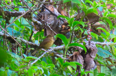 Turdus infuscatus