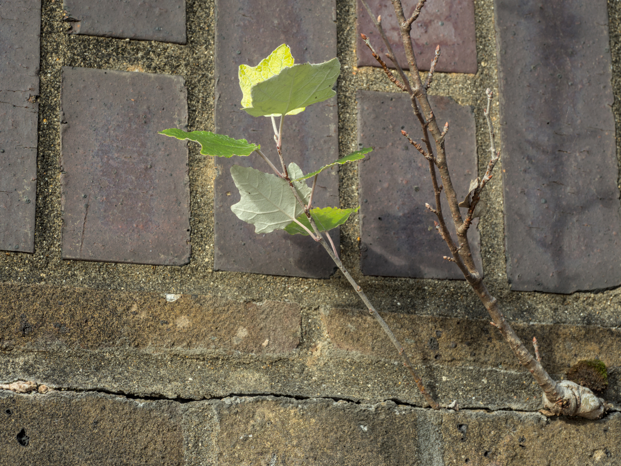 Grey poplar