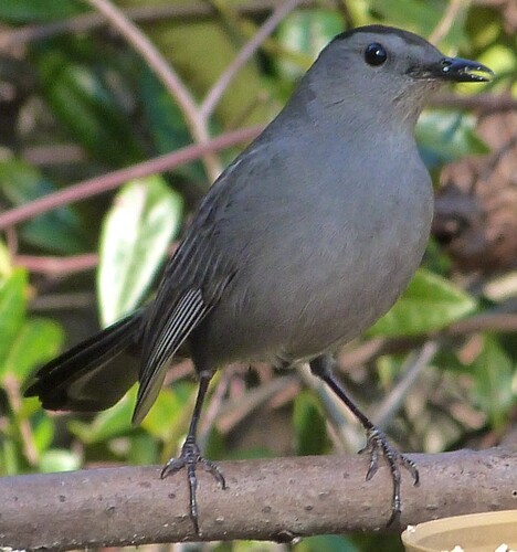Grey Catbird (Dumetella carolinensis), photo 6