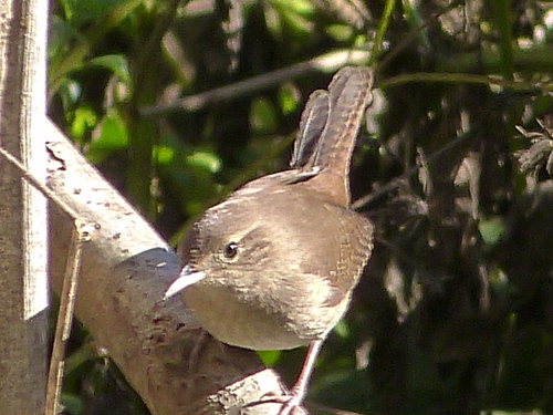 Northern House Wren (Troglodytes aedon), photo 1