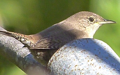 Northern House Wren (Troglodytes aedon), photo 2