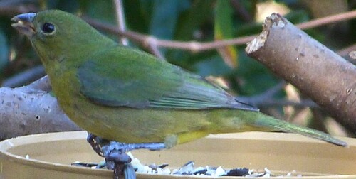 Painted Bunting (Passerina ciris), photo 4
