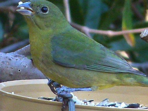Painted Bunting (Passerina ciris), photo 3