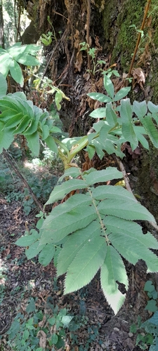 African Redwood (Hagenia abyssinica)