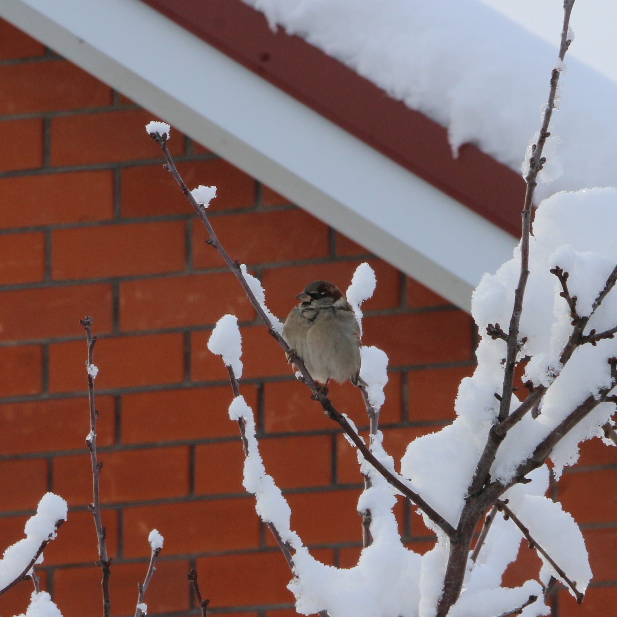 House Sparrow (Passer domesticus), photo 5