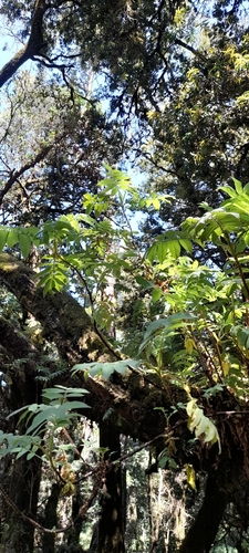 Hagenia abyssinica, photograph 4