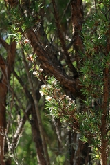 Kunzea ericoides