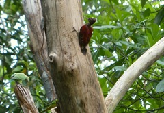 Chrysocolaptes stricklandi
