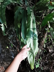 Asplenium australasicum