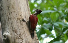 Chrysocolaptes stricklandi