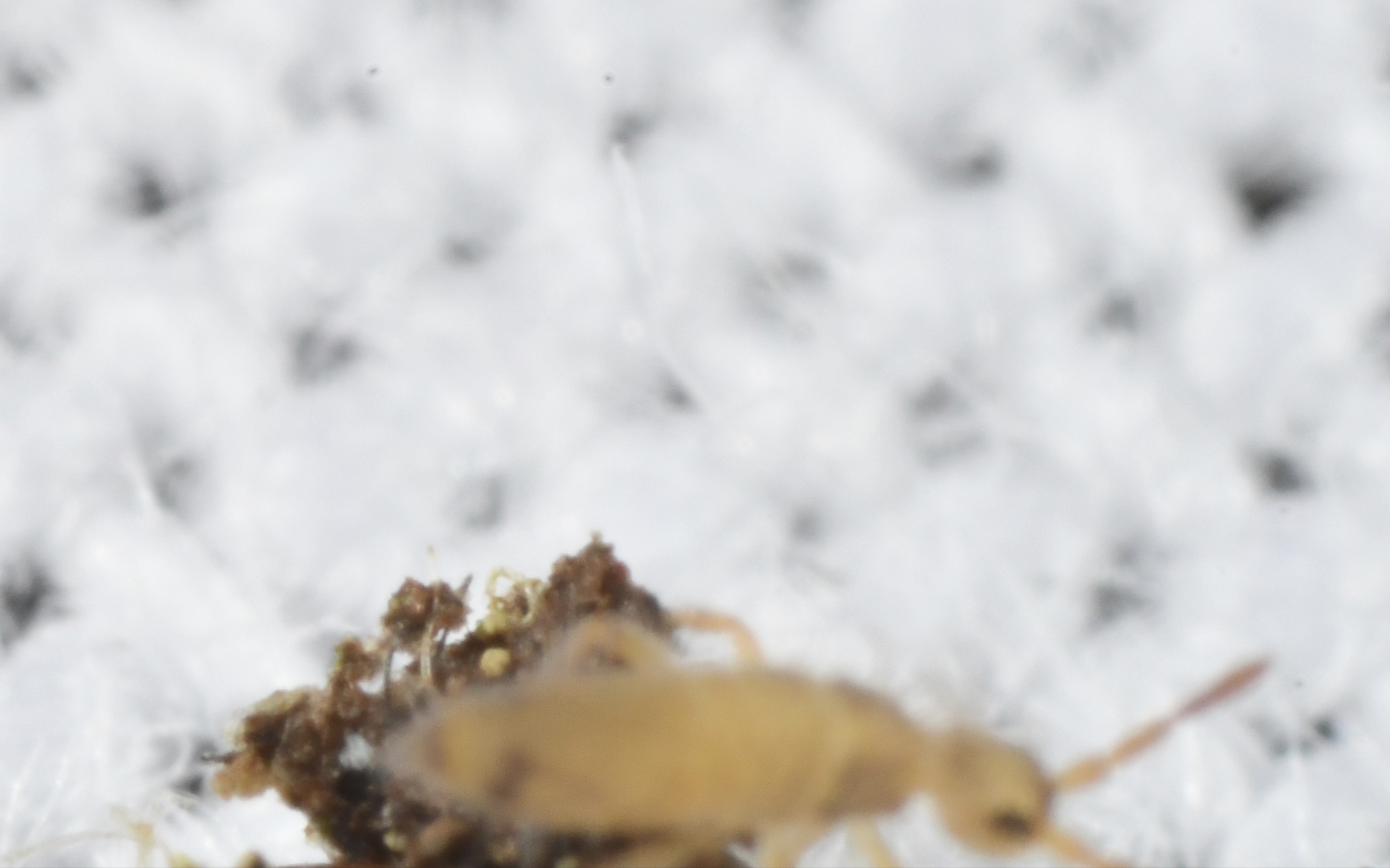 Entomobrya nicoleti (J.Lubbock, 1870)